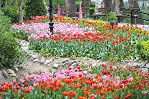 تقرير مصور | الزنابق الملوّنة في الحديقة الإيرانية بطهران
