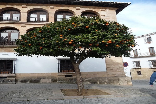 Cordoba-Architektur: Relikt der glorreichen islamischen Ära in Spanien