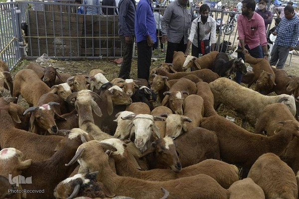 Millionen Muslime weltweit feiern Opferfest