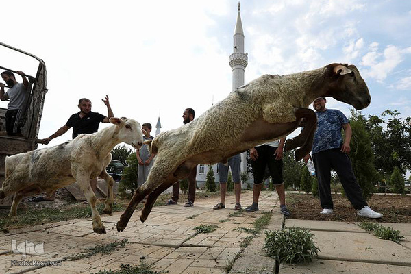 Millionen Muslime weltweit feiern Opferfest