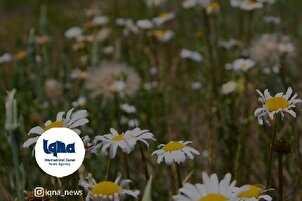 Daily Verses: Plants Worshiping Allah