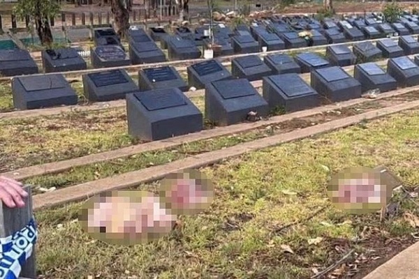 Pig Heads Left on Muslim Graves After Bondi Beach Mass Shooting Pig Heads Left on Muslim Graves After Bondi Beach Mass Shooting