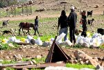 Palestinian Families Displaced by Illegal Israeli Settlers in West Bank’s al-Auja