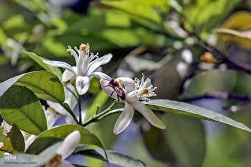 Bitter Orange Harvest in Iran’s Shiraz