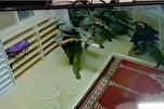 Israeli Military Dog Attacks Palestinian inside Mosque