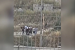 Israeli Settlers’ Grave Desecration, Mass Tree Uprooting Condemned as Outrageous, Inhumane