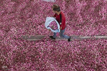 Fragrance of Rose Petals in Isfahan