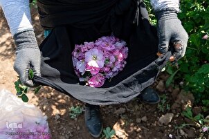Cosecha de rosas damascenas en Savojbolagh de Irán
