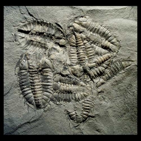 اعجاز علمی با دو کلمه/ اشاره صریح قرآن به وجود فسیل‌ها