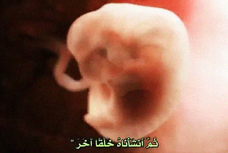 اعتراف جدید دانشمندان غربی به اعجاز قرآن در شکل‌گیری جنین