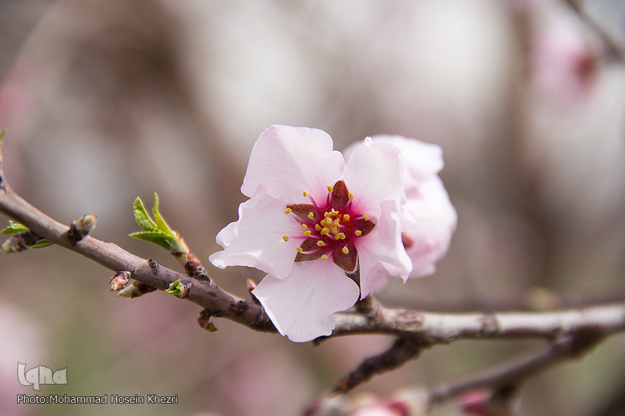 گزارش تصویری / تجلی معاد در آیینه طبیعت
