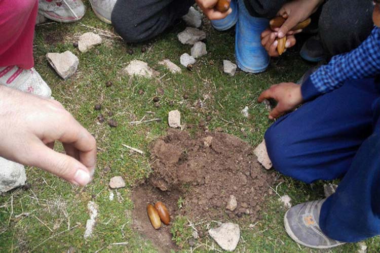 کاشت بلوط توسط دانش‌آموزان طرهانی + عکس