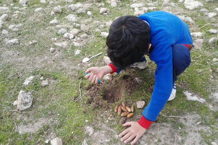 کاشت بلوط توسط دانش‌آموزان طرهانی + عکس