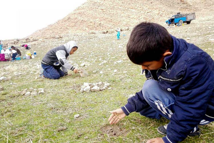 کاشت بلوط توسط دانش‌آموزان طرهانی + عکس