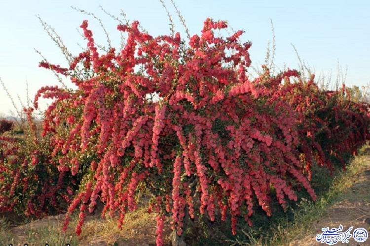 دست خالی از خراسان جنوبی برنگردید