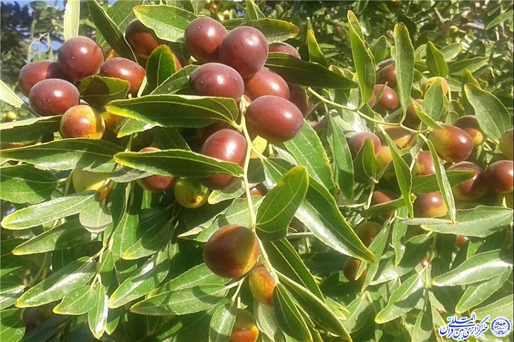 دست خالی از خراسان جنوبی برنگردید
