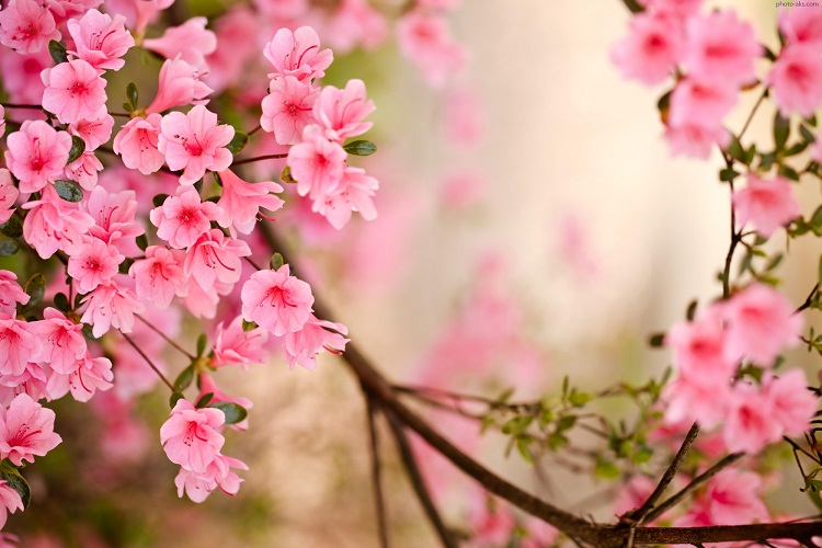 نرم نرمک می‌رسد اینک بهار ....