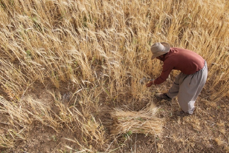 روزهداران کردستانی ثمره تلاش خود را برداشت کردند روزهداران کردستانی ثمره تلاش خود را برداشت کردند