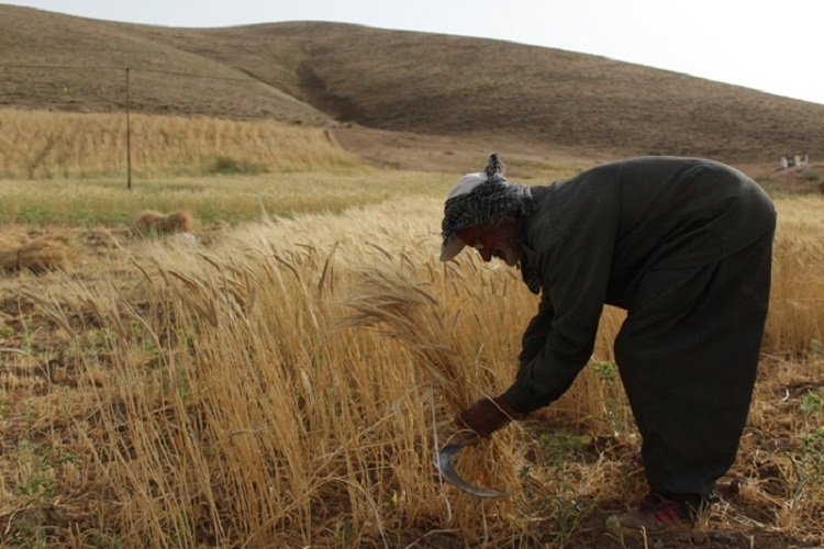 روزهداران کردستانی ثمره تلاش خود را برداشت کردند روزهداران کردستانی ثمره تلاش خود را برداشت کردند