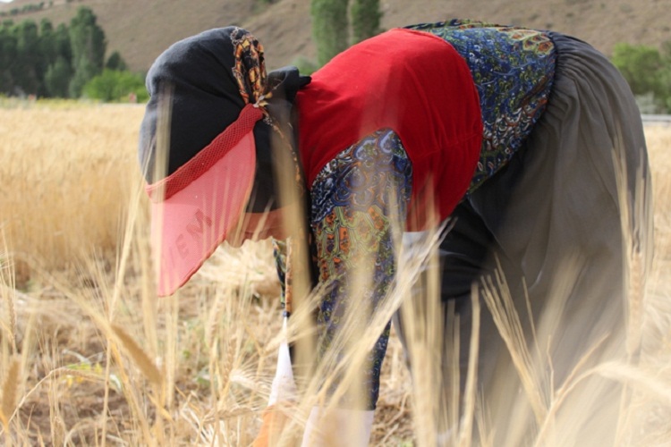 روزهداران کردستانی ثمره تلاش خود را برداشت کردند روزهداران کردستانی ثمره تلاش خود را برداشت کردند