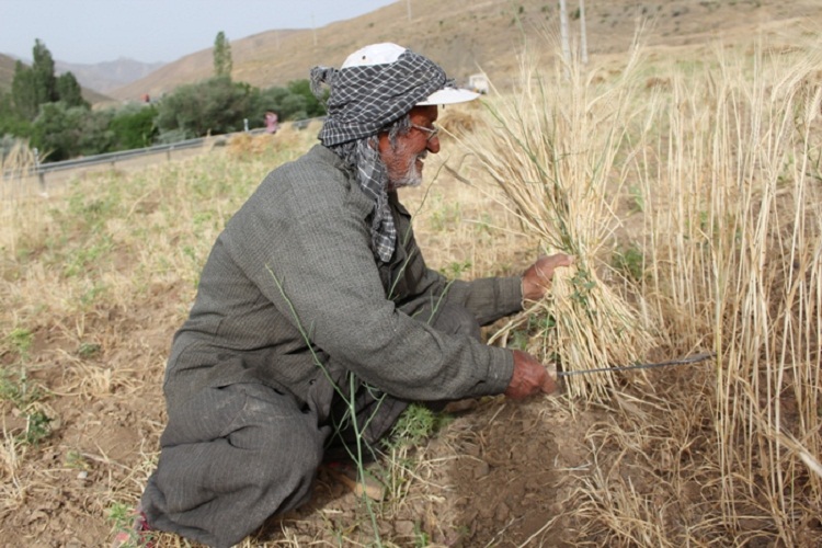 روزهداران کردستانی ثمره تلاش خود را برداشت کردند روزهداران کردستانی ثمره تلاش خود را برداشت کردند
