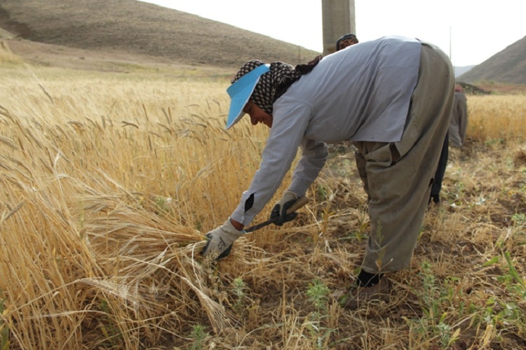روزهداران کردستانی ثمره تلاش خود را برداشت کردند روزهداران کردستانی ثمره تلاش خود را برداشت کردند