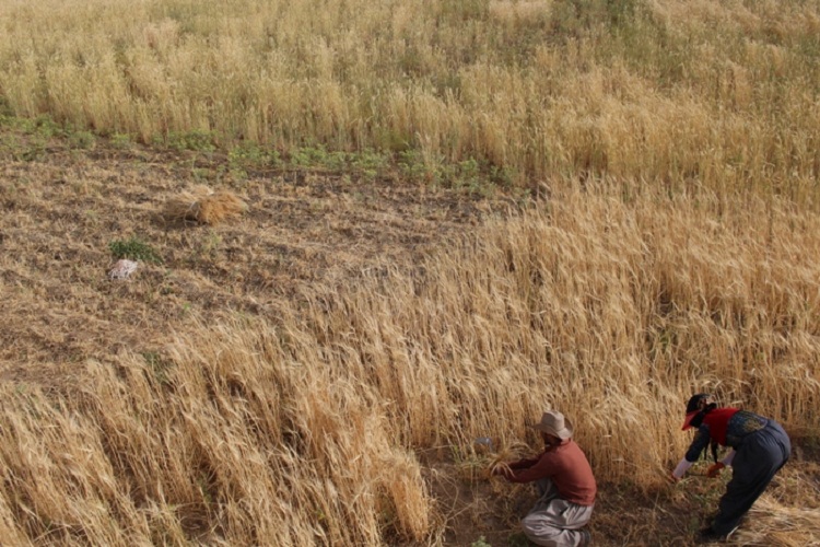 روزهداران کردستانی ثمره تلاش خود را برداشت کردند روزهداران کردستانی ثمره تلاش خود را برداشت کردند