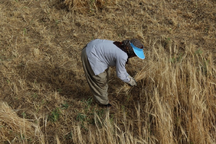 روزهداران کردستانی ثمره تلاش خود را برداشت کردند روزهداران کردستانی ثمره تلاش خود را برداشت کردند