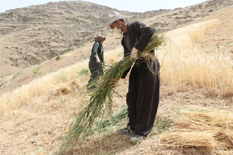 روزهداران کردستانی ثمره تلاش خود را برداشت کردند روزهداران کردستانی ثمره تلاش خود را برداشت کردند