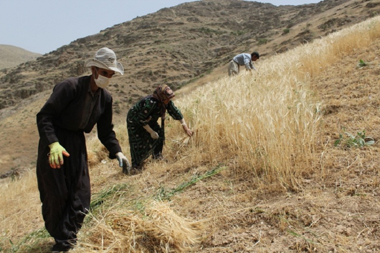 روزهداران کردستانی ثمره تلاش خود را برداشت کردند روزهداران کردستانی ثمره تلاش خود را برداشت کردند