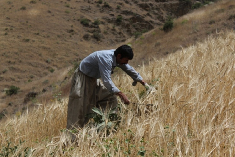 روزهداران کردستانی ثمره تلاش خود را برداشت کردند روزهداران کردستانی ثمره تلاش خود را برداشت کردند
