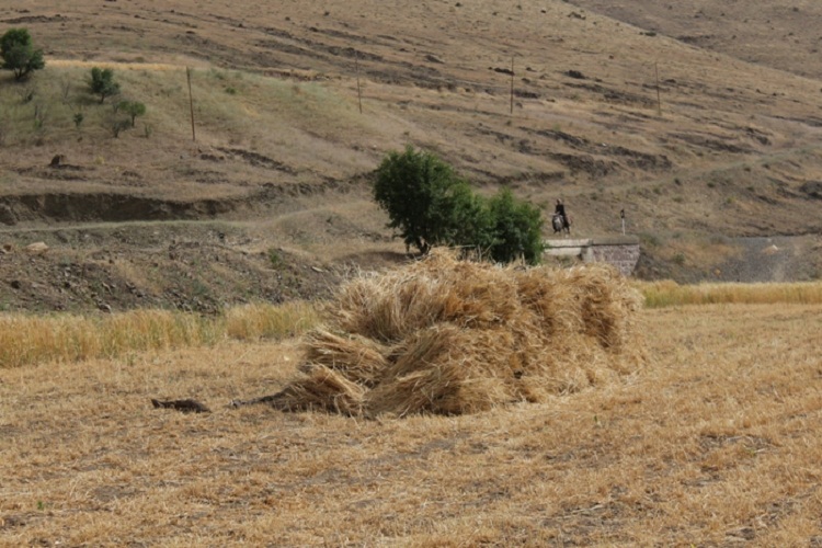 روزهداران کردستانی ثمره تلاش خود را برداشت کردند روزهداران کردستانی ثمره تلاش خود را برداشت کردند
