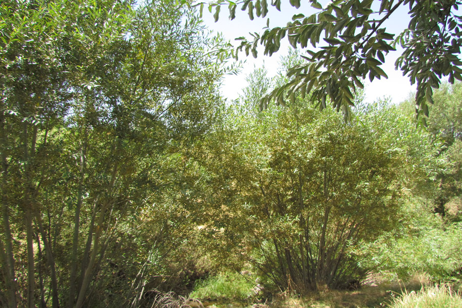 نگاهی به طبیعت روستای «سرآستان» خرم‌آباد
