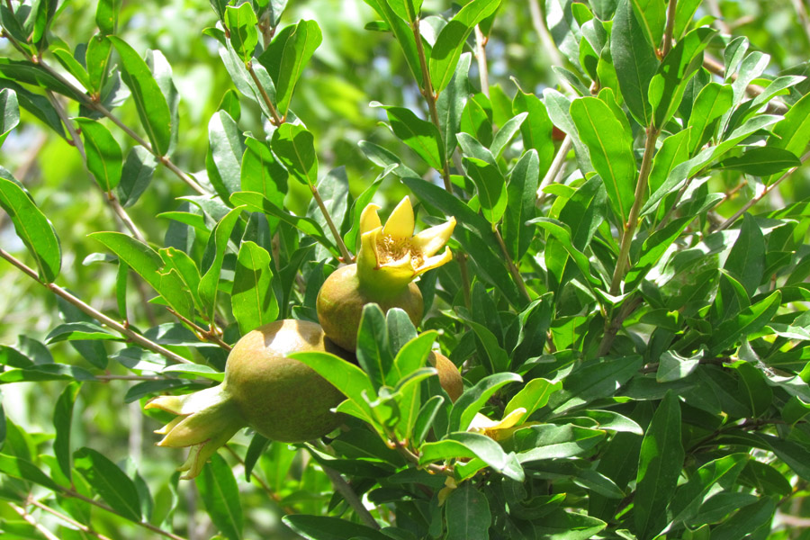 نگاهی به طبیعت روستای «سرآستان» خرم‌آباد