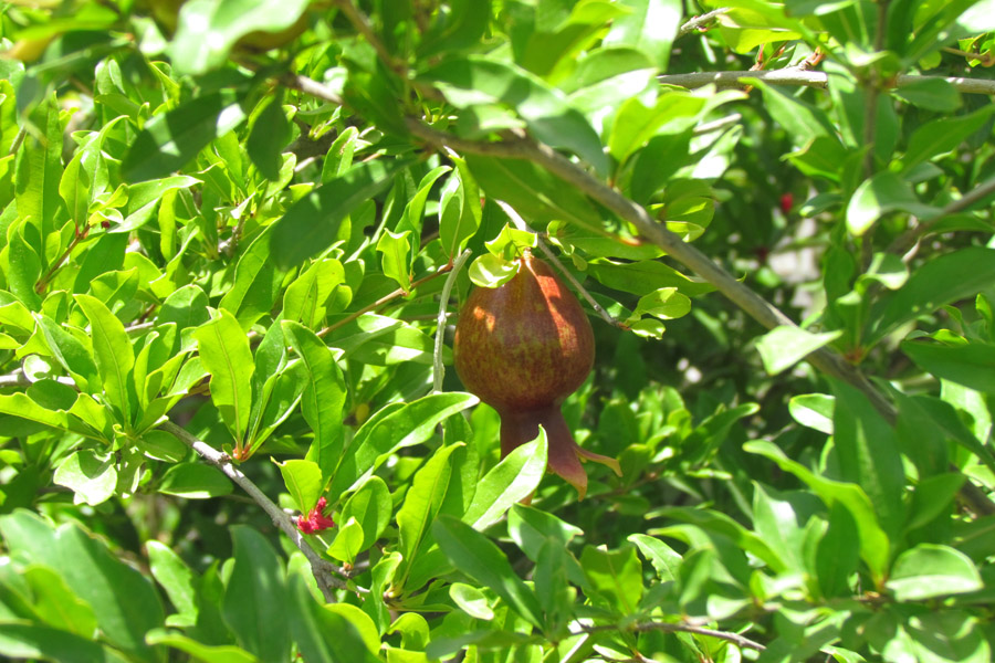 نگاهی به طبیعت روستای «سرآستان» خرم‌آباد