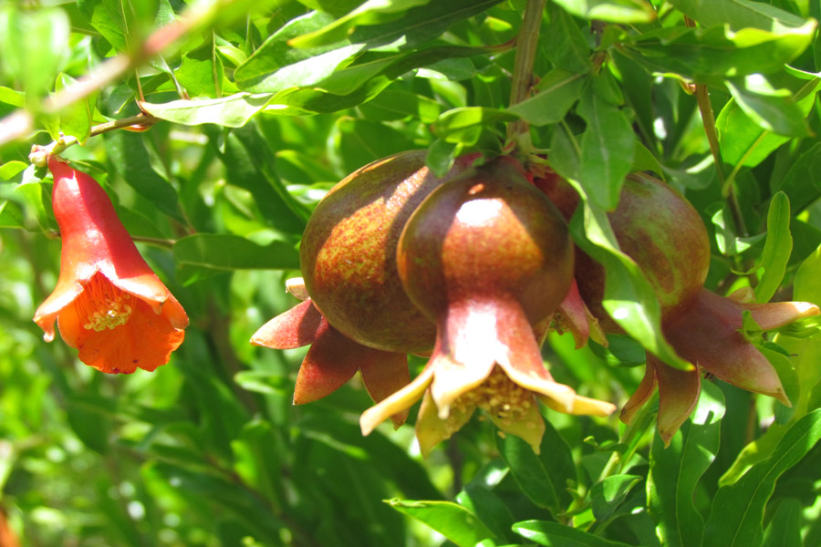 نگاهی به طبیعت روستای «سرآستان» خرم‌آباد
