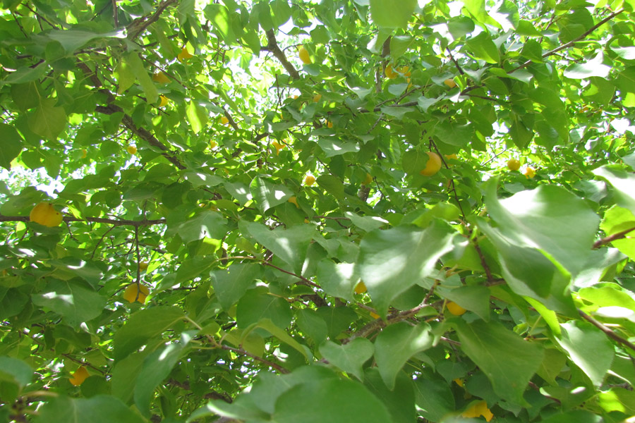 نگاهی به طبیعت روستای «سرآستان» خرم‌آباد