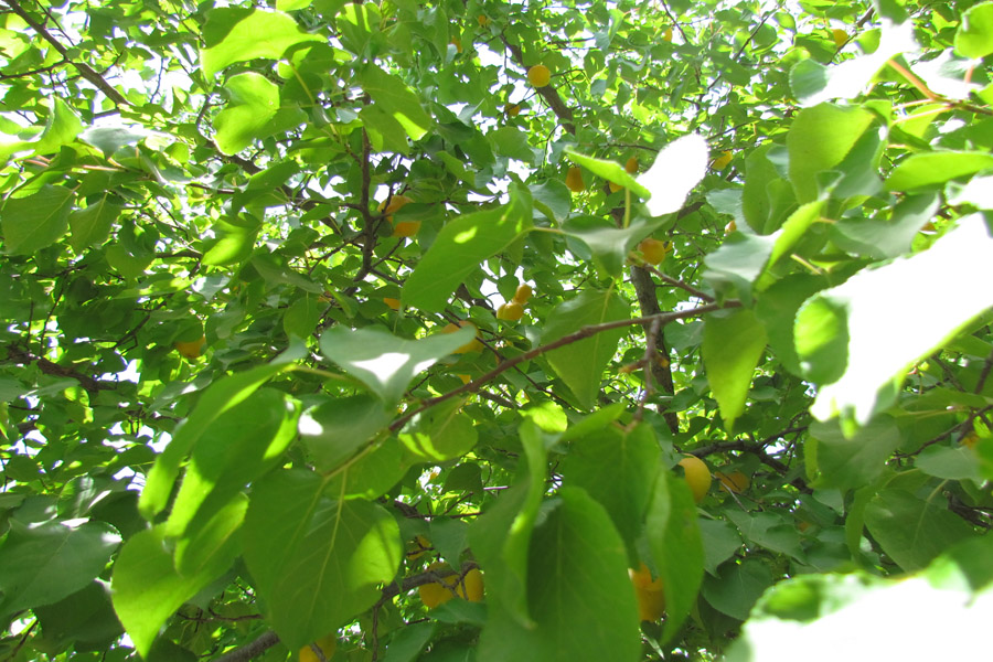 نگاهی به طبیعت روستای «سرآستان» خرم‌آباد