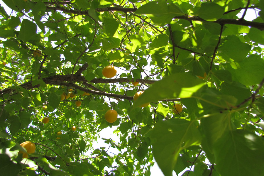 نگاهی به طبیعت روستای «سرآستان» خرم‌آباد