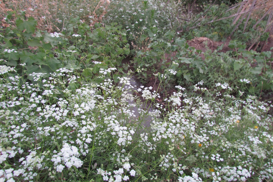 نگاهی به طبیعت روستای «سرآستان» خرم‌آباد