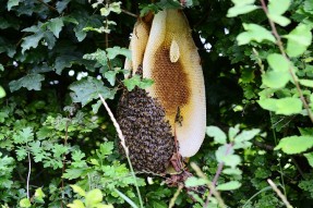 خانه زنبور عسل از ديدگاه قرآن، علم بيولوژی و معماری بيونيك