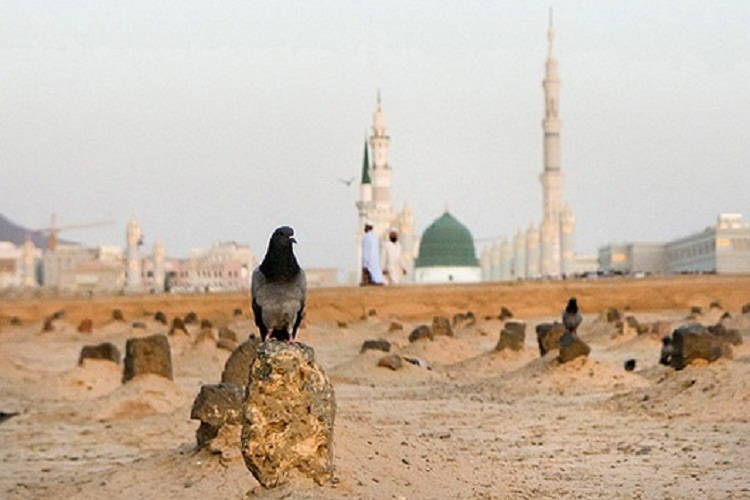 از كبوتر بقیع تا كبوتر رضا(ع)/ ولایت عشق با شهادت امام مهربانی‌ها خاموش نشد