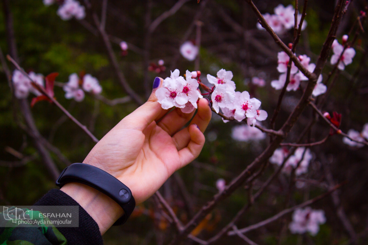 باغ گل ها