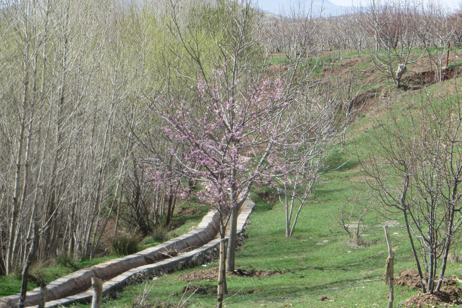نگاهی به طبیعت بهاری روستای سرآستان خرم‌آباد