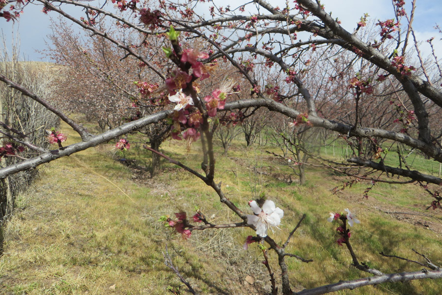نگاهی به طبیعت بهاری روستای سرآستان خرم‌آباد