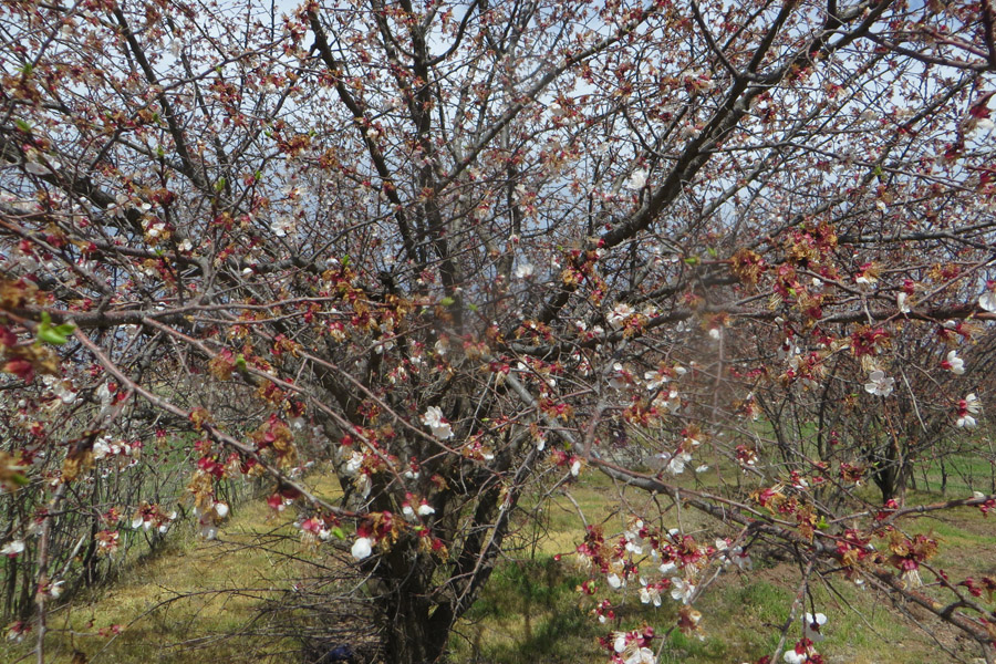 نگاهی به طبیعت بهاری روستای سرآستان خرم‌آباد