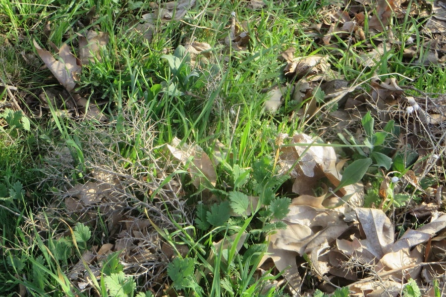 نگاهی به طبیعت بهاری روستای سرآستان خرم‌آباد