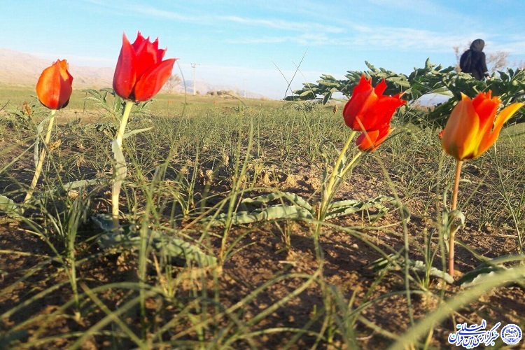 طبیعت بی‌نظیر دشت لاله اسفدن در نوروز 96