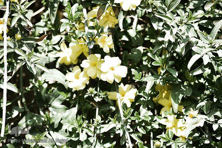 گزارش تصویری نوروز