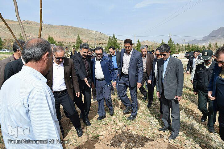 گزارش تصویری غرس درخت در بام لرستان
